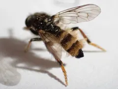 Cyrtopogon auratus thumbnail 3