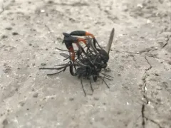 Ammophila azteca thumbnail 4