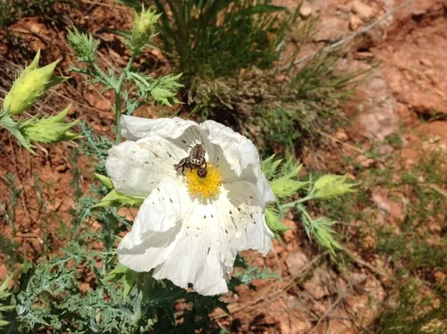 Kern's Flower Scarab
