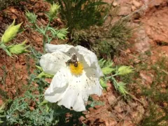 Kern's Flower Scarab thumbnail 1