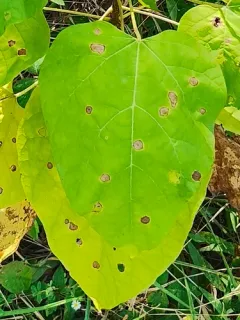 Alternaria catalpae thumbnail 2