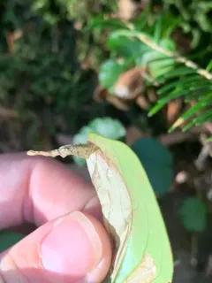 Coleophora canadensisella thumbnail 4
