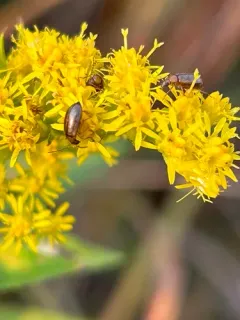 Metrioidea convexa thumbnail 4