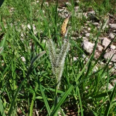 Emory's sedge thumbnail 4