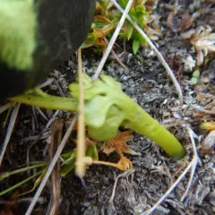 common moonwort thumbnail 2