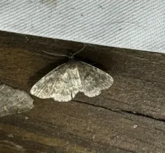 Forbes' Idia Moth thumbnail 3