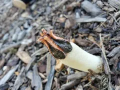 Lizard's Claw Stinkhorn thumbnail 4