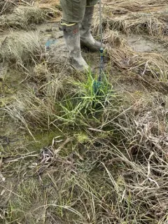 common cordgrass thumbnail 3