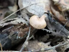 Gymnopus barbipes thumbnail 4