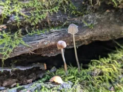 Mycena mirata thumbnail 2