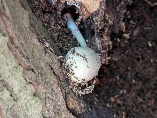 Cavity Inkcap