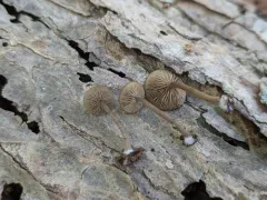 Dingy Twiglet thumbnail 1