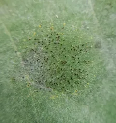 Grape Powdery Mildew thumbnail 4