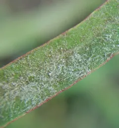 Erysiphe euphorbiicola thumbnail 4