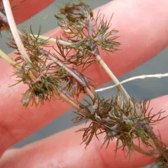 Thread-leaved Water-crowfoot thumbnail 3