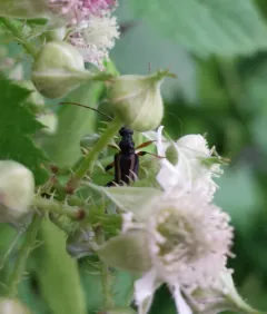 Dented Long-horned Beetle thumbnail 2