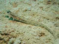 Slender Eelblenny thumbnail 3