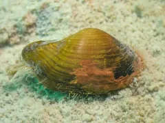 Glacial dipperclam thumbnail 1