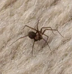 Pholcophora americana thumbnail 4