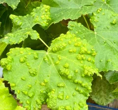Grape Erineum Mite thumbnail 4