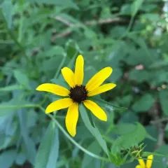 cutleaf coneflower thumbnail 1