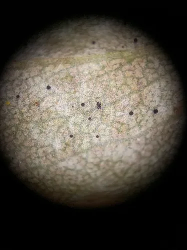 Phyllactinia mali