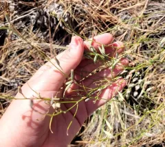 narrow-leaved wirelettuce thumbnail 2