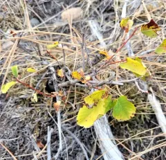 Cusick's serviceberry thumbnail 3