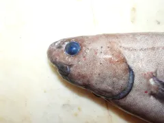 Snubnosed Spiny Eel thumbnail 1
