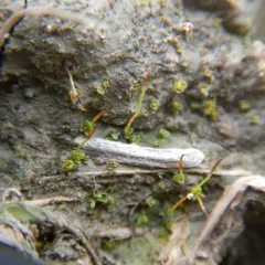 Rigid Screw Moss thumbnail 3