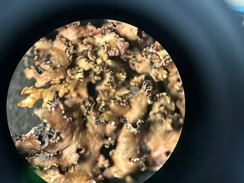 Intermingled Camouflage Lichen