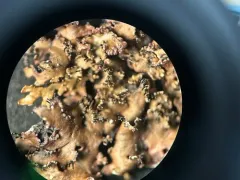 Intermingled Camouflage Lichen thumbnail 1