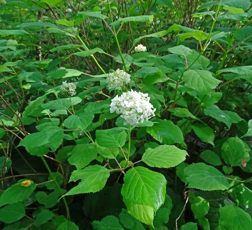 wild hydrangea