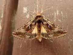 Autographa sansoni thumbnail 2