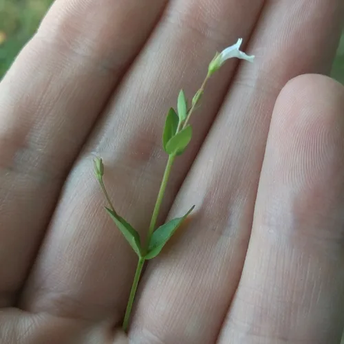 Yellowseed False Pimpernel