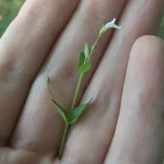 Yellowseed False Pimpernel thumbnail 1