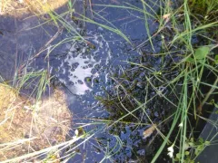 Calliergon Moss thumbnail 3