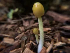 Bolbitius variicolor thumbnail 3