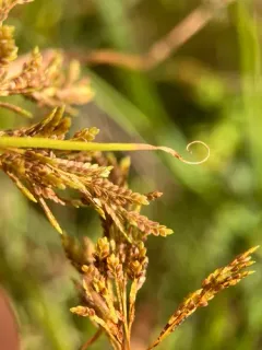Rice flat-sedge thumbnail 3