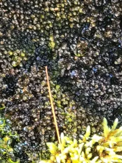 Jungermannia exsertifolia thumbnail 3