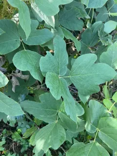 kudzu thumbnail 3