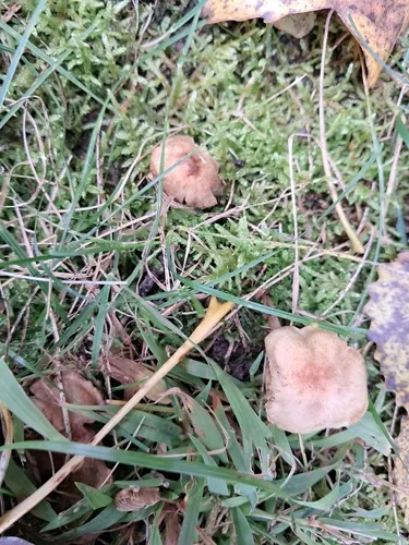 Pseudosperma squamatum