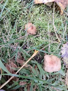 Pseudosperma squamatum thumbnail 1