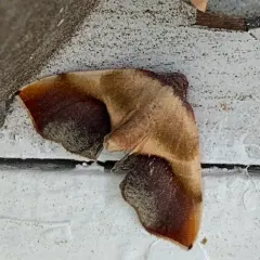 Purple Plagodis Moth thumbnail 3