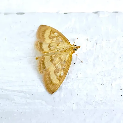 Pale-winged Crocidophora Moth