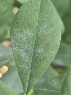 Erysiphe guarinonii thumbnail 3