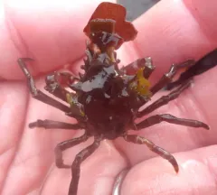 Cryptic Kelp Crab thumbnail 1