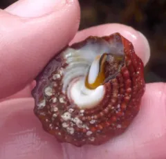 Red Turban Snail thumbnail 2