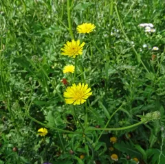 Hawkweed Oxtongue thumbnail 2