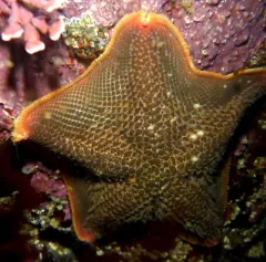 Bat Star thumbnail 2
